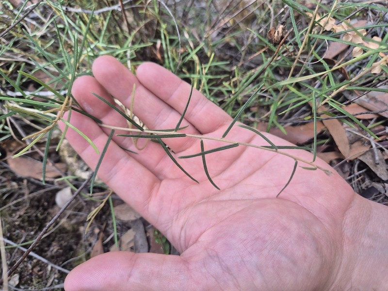 Astrotricha linearis photo 6