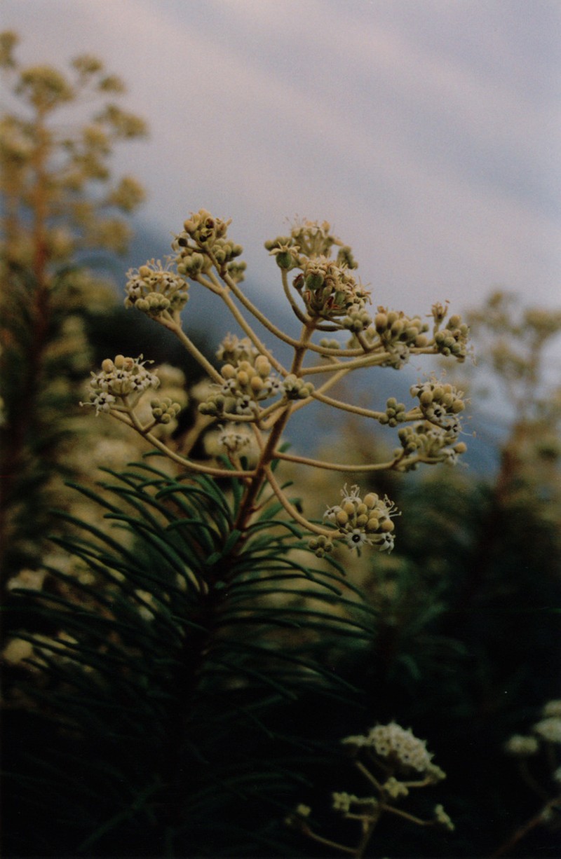 Astrotricha linearis photo 7