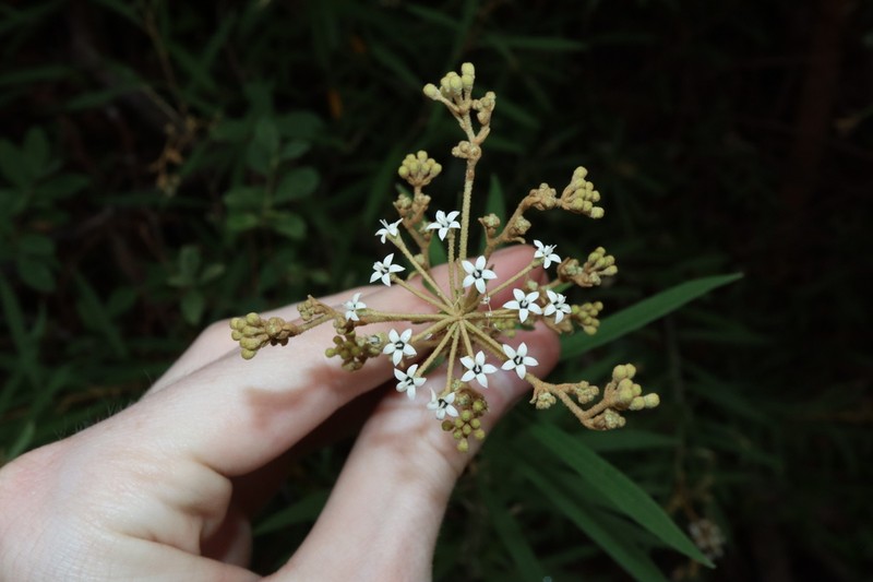 Astrotricha longifolia