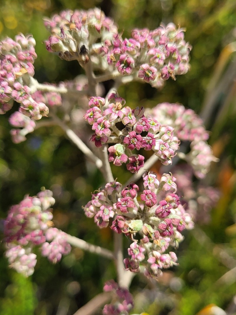 Astrotricha longifolia photo 2