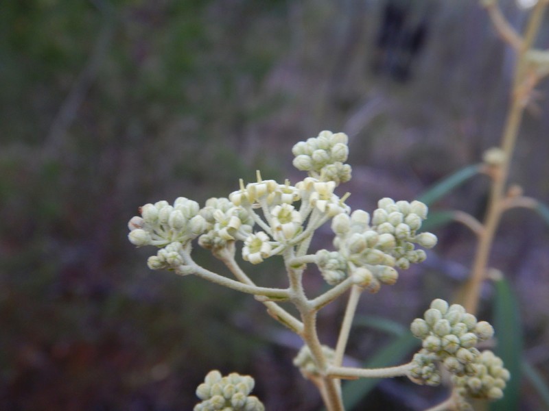 Astrotricha longifolia photo 3