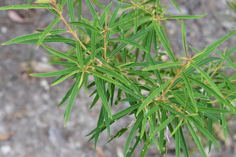 Astrotricha longifolia photo 4