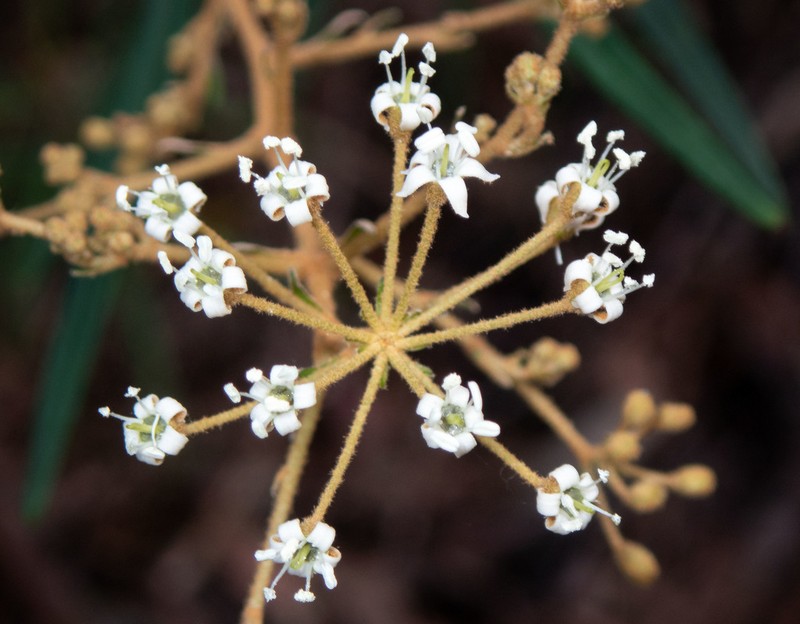 Astrotricha longifolia photo 5