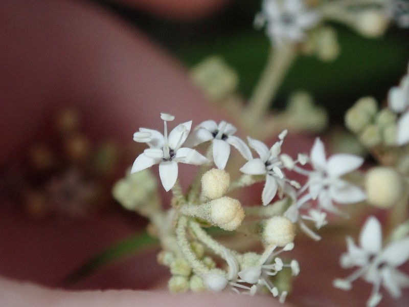 Astrotricha longifolia photo 6