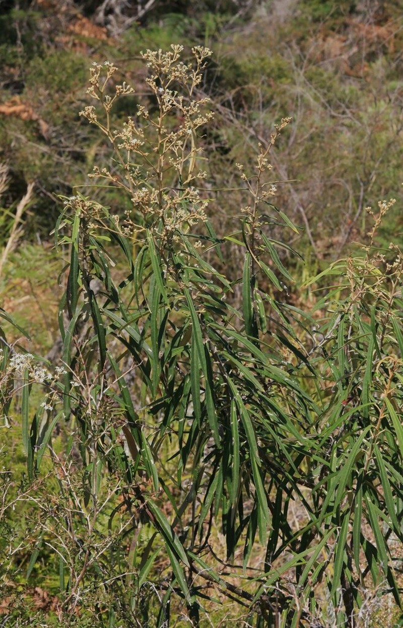 Astrotricha longifolia photo 7