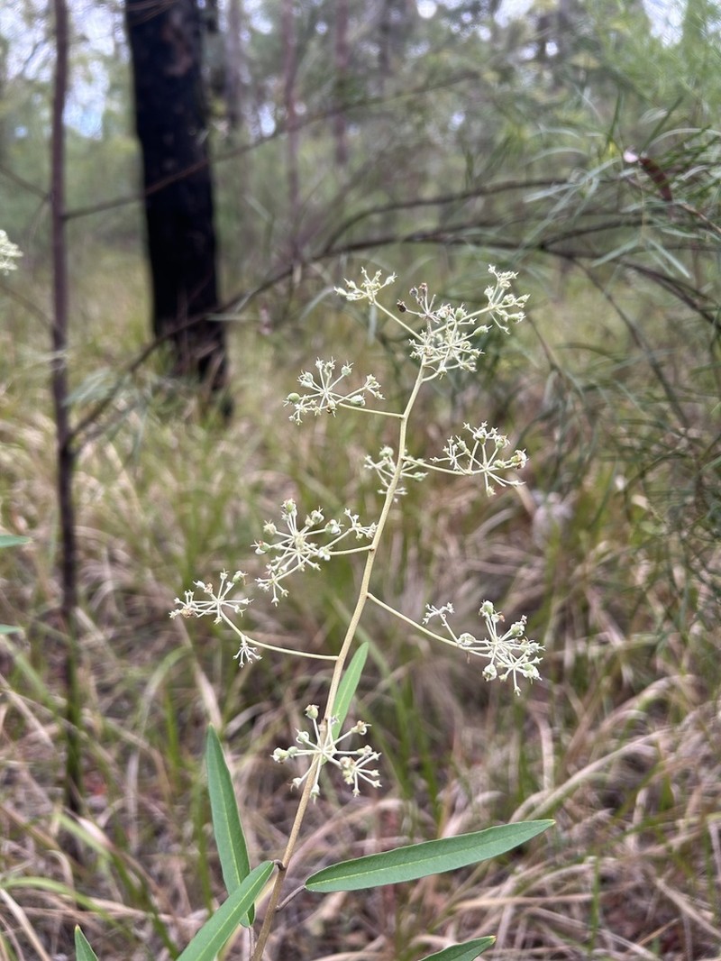 Astrotricha longifolia photo 8