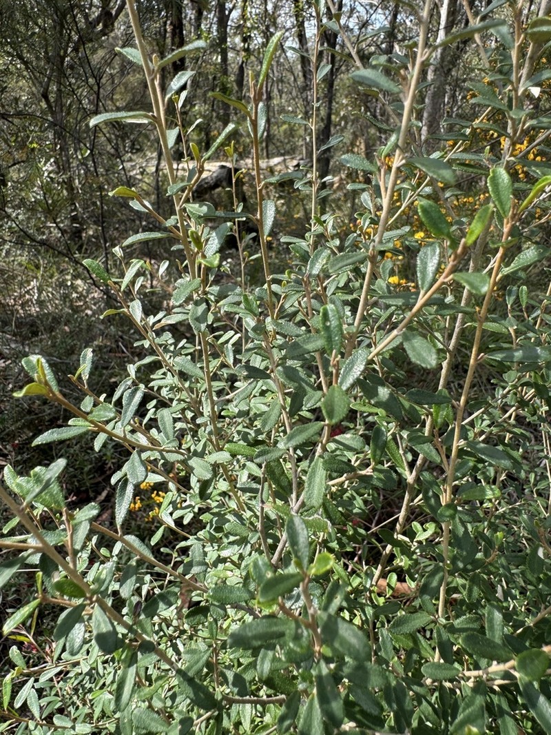 Astrotricha obovata photo 2
