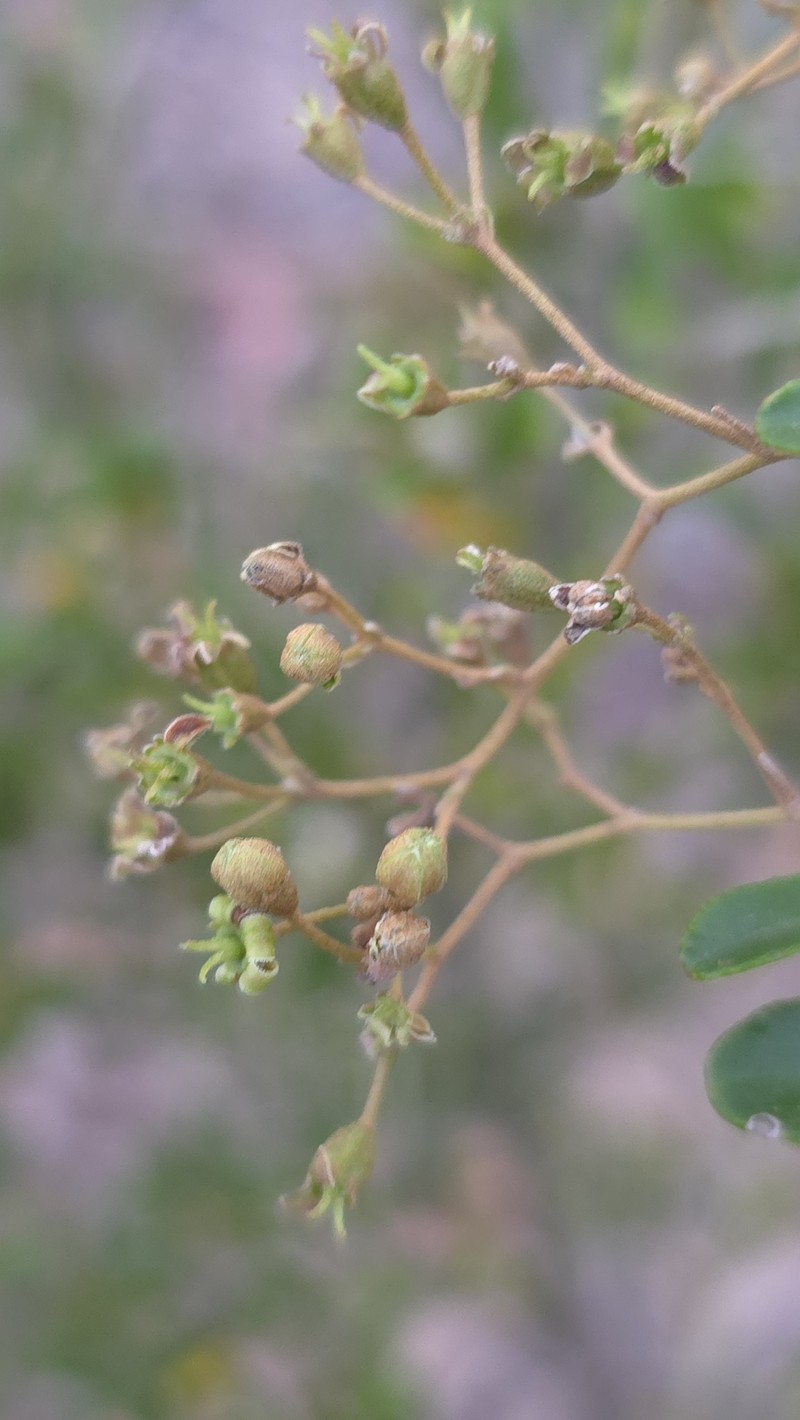 Astrotricha obovata photo 3