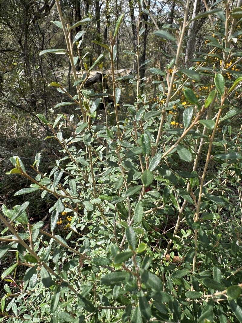 Astrotricha obovata photo 4