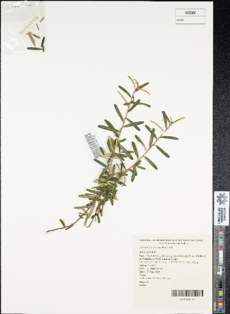 Astrotricha obovata photo 5
