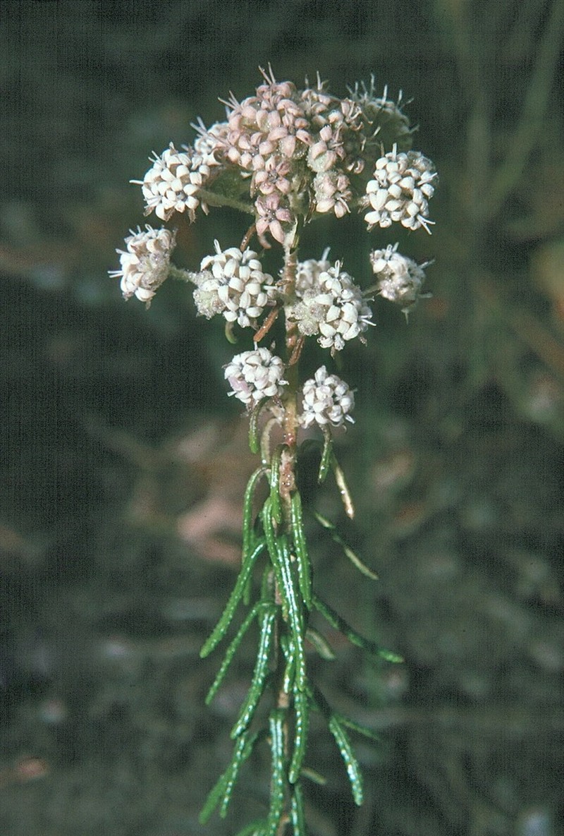 Astrotricha parvifolia