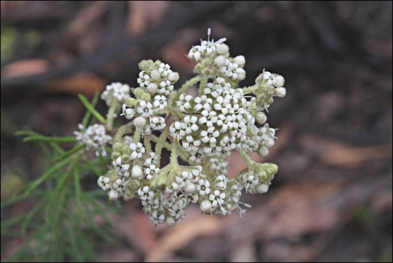 Astrotricha parvifolia photo 3