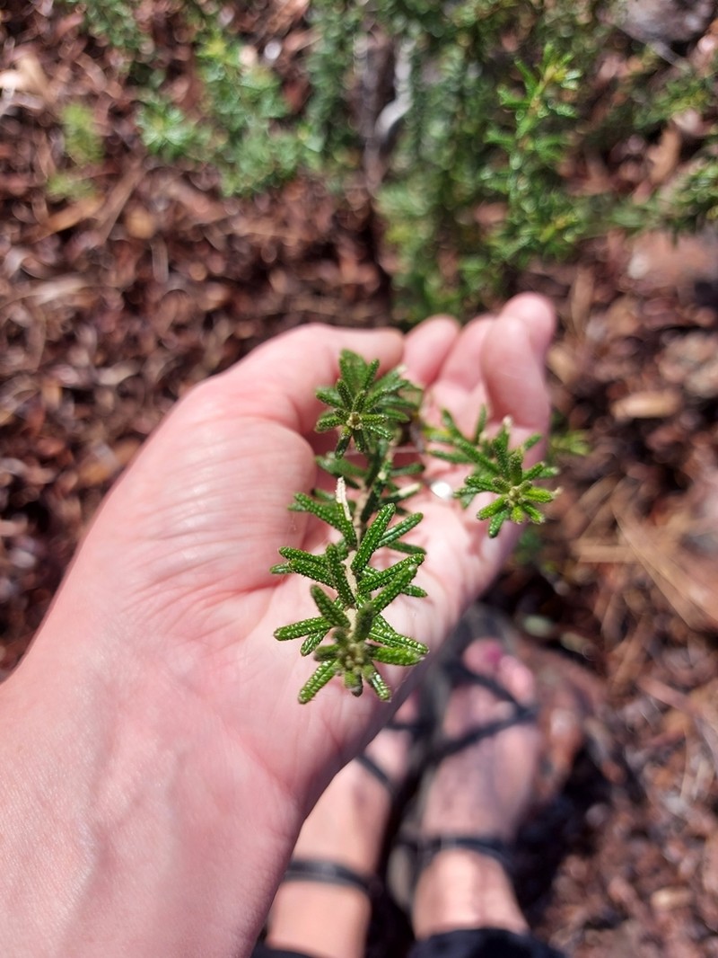 Astrotricha parvifolia photo 4
