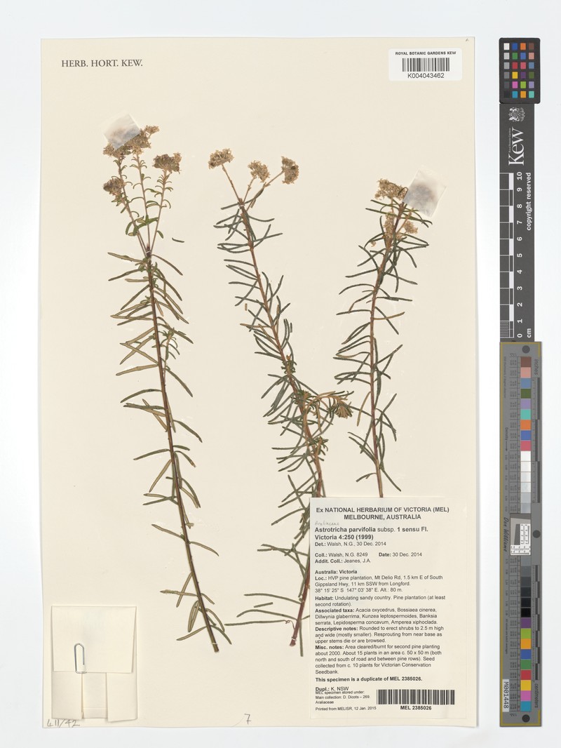 Astrotricha parvifolia photo 6