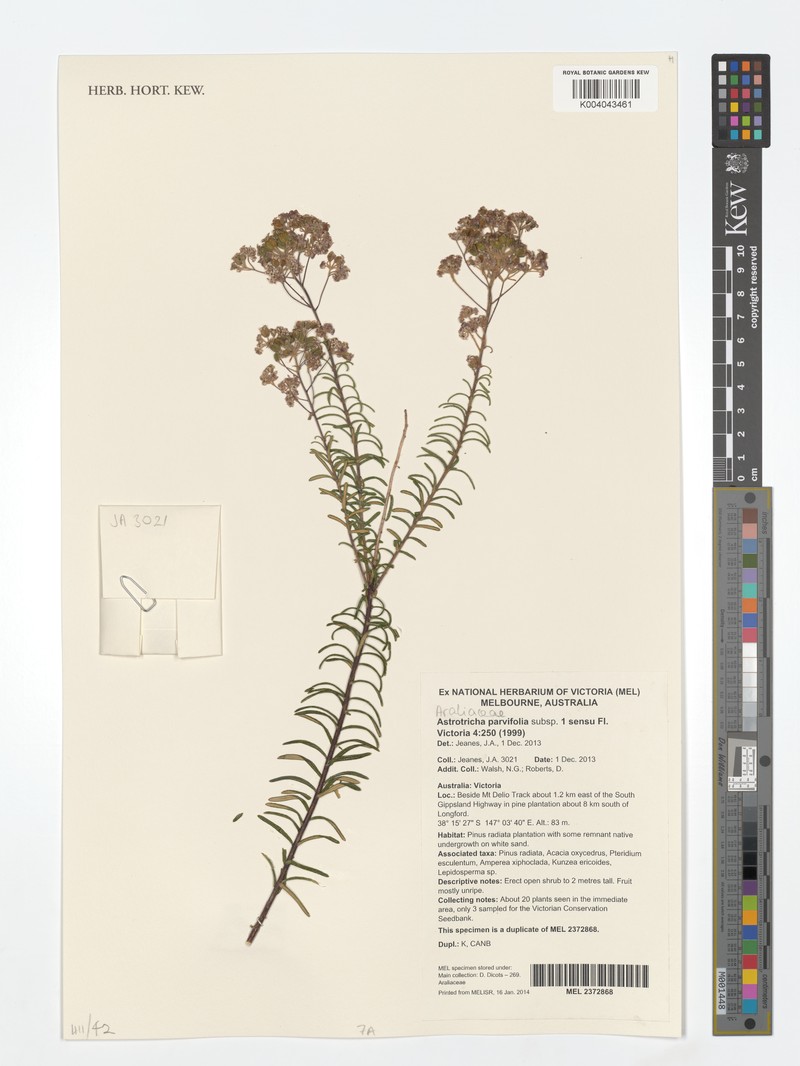 Astrotricha parvifolia photo 7