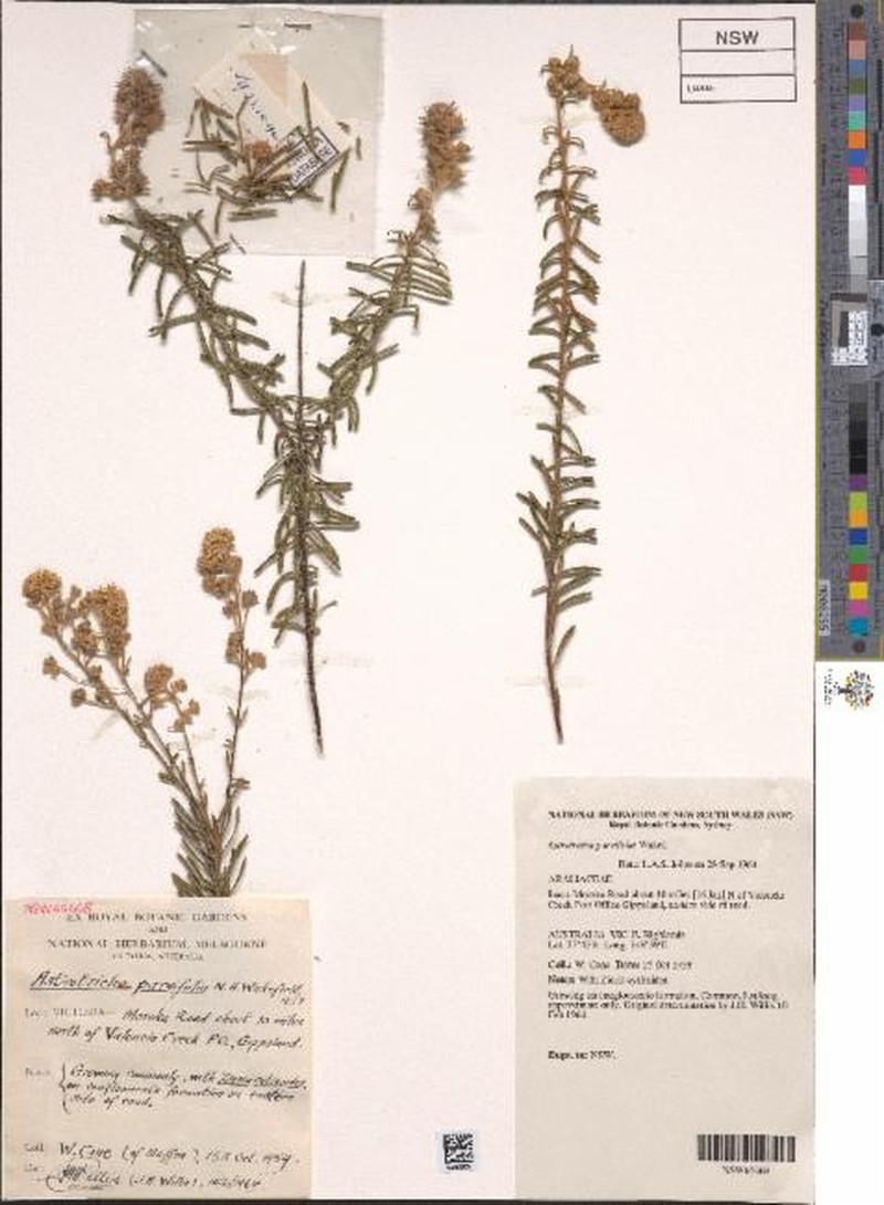 Astrotricha parvifolia photo 8