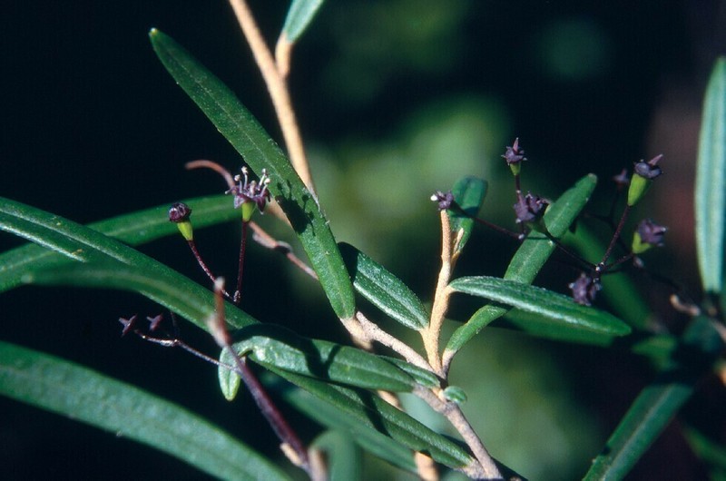 Astrotricha pauciflora