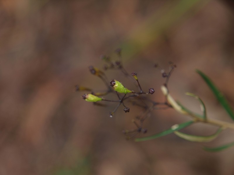 Astrotricha pauciflora photo 2