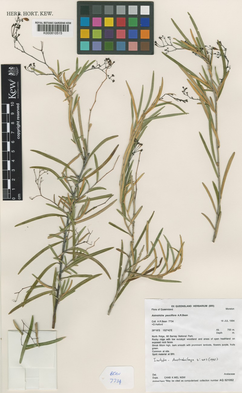 Astrotricha pauciflora photo 3
