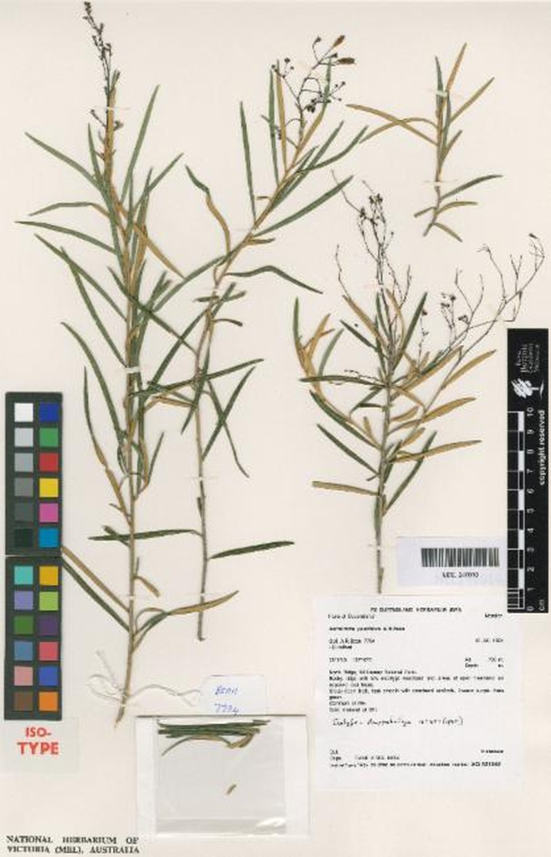 Astrotricha pauciflora photo 4