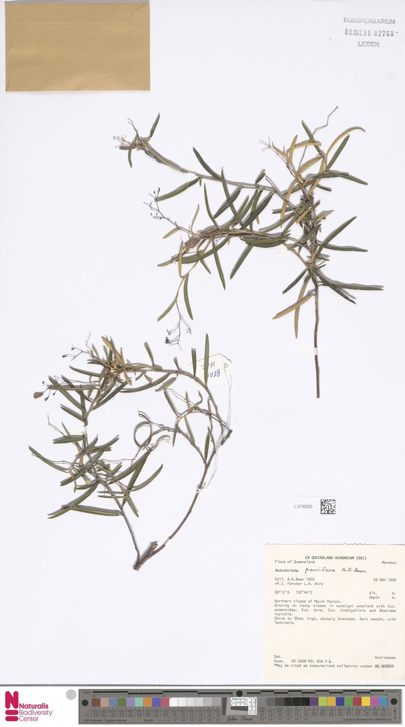 Astrotricha pauciflora photo 5