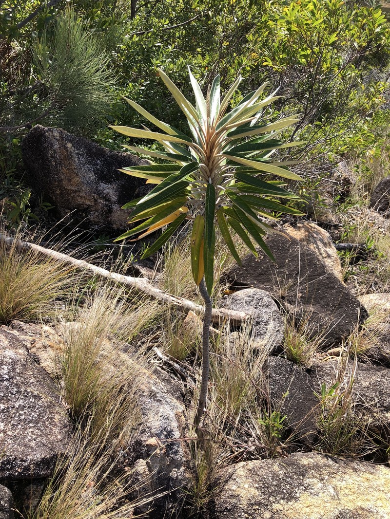 Astrotricha pterocarpa photo 2