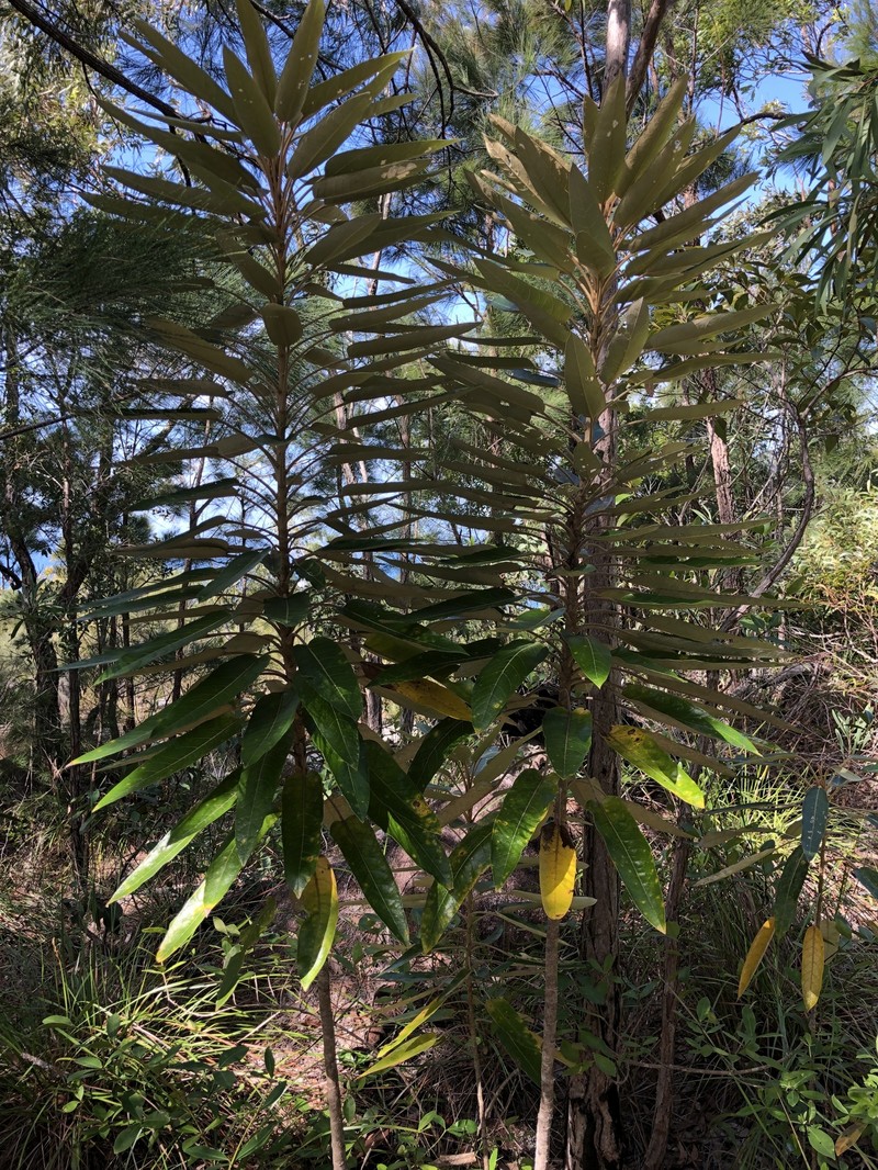 Astrotricha pterocarpa photo 3