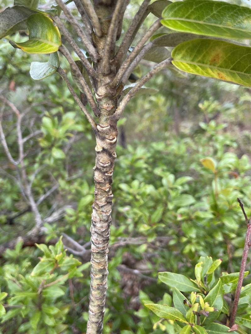Astrotricha pterocarpa photo 5