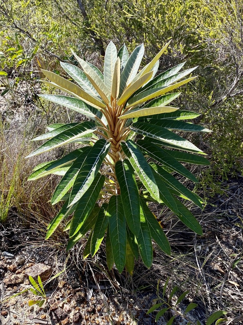 Astrotricha pterocarpa photo 6