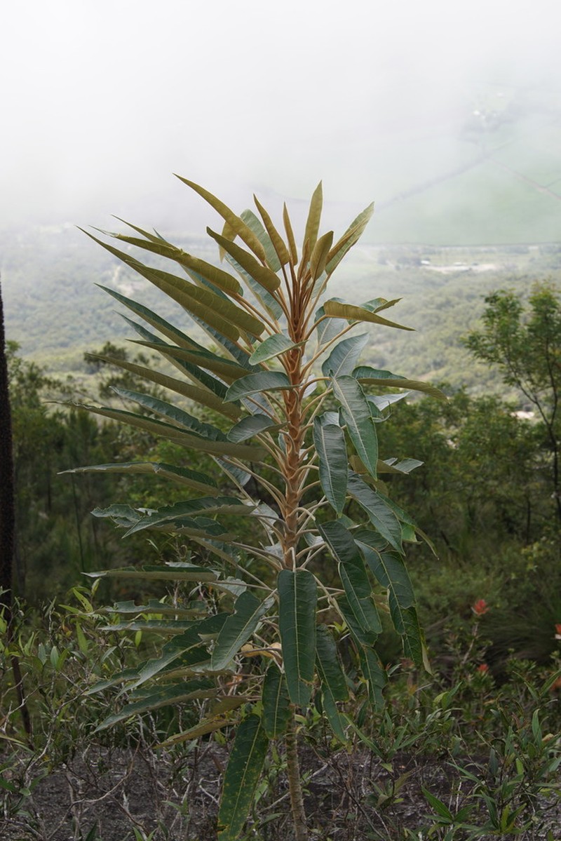 Astrotricha pterocarpa photo 7