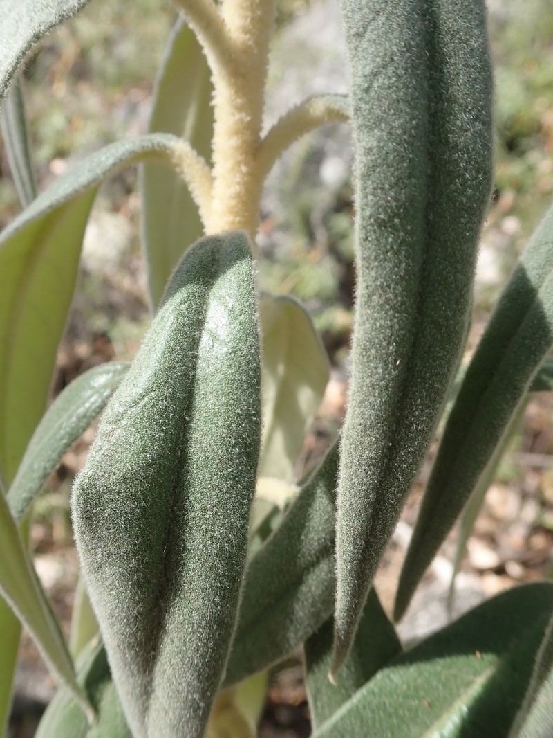 Astrotricha roddii