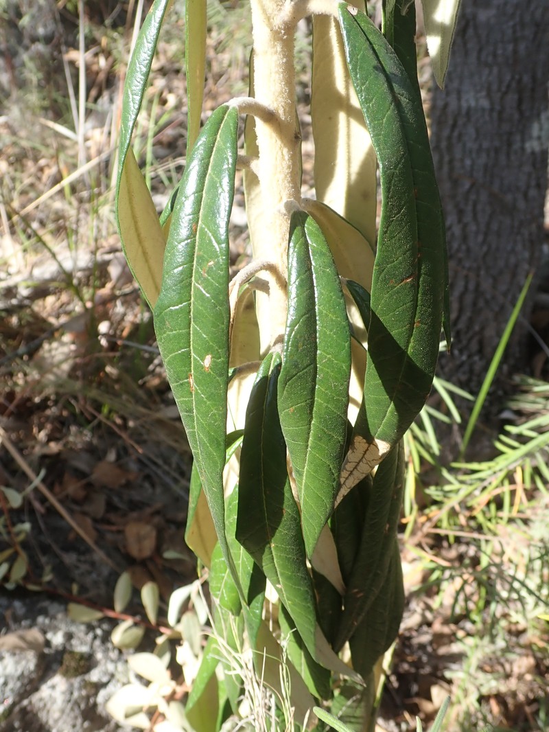 Astrotricha roddii photo 2
