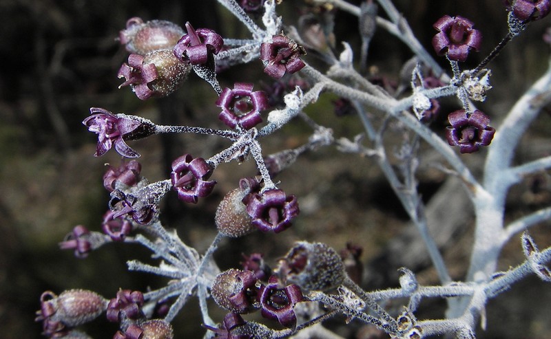 Astrotricha roddii photo 3
