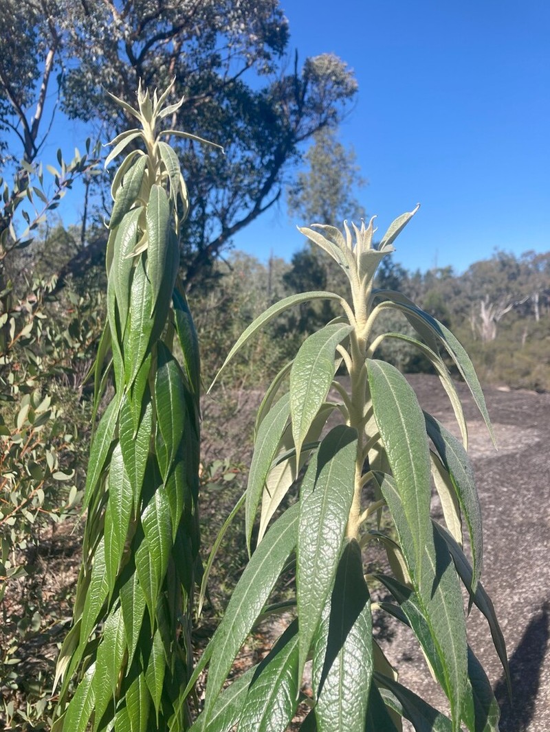 Astrotricha roddii photo 4