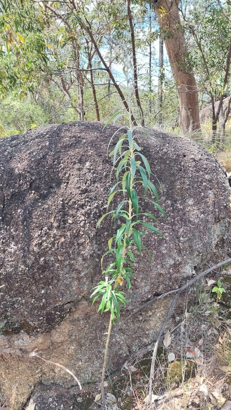Astrotricha roddii photo 5