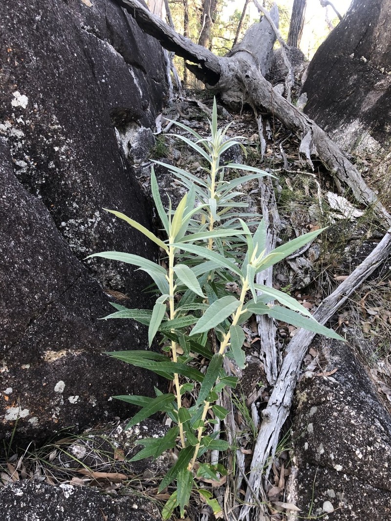 Astrotricha roddii photo 6