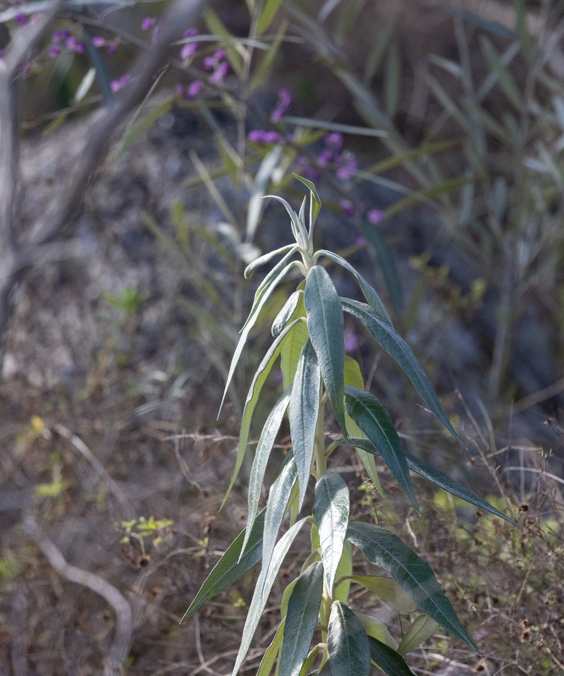 Astrotricha roddii photo 7