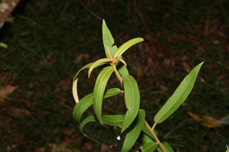 Astrotricha umbrosa