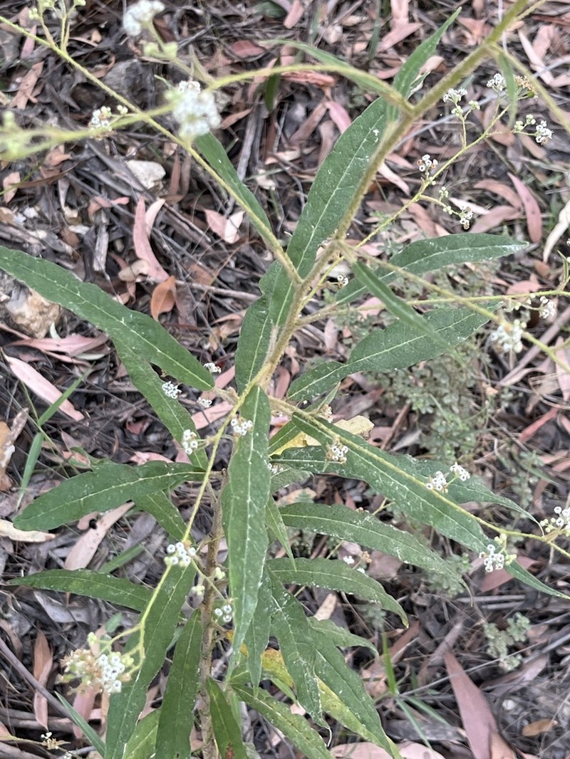 Astrotricha umbrosa photo 2