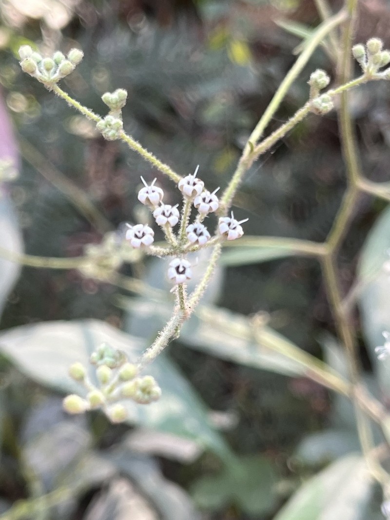 Astrotricha umbrosa photo 3