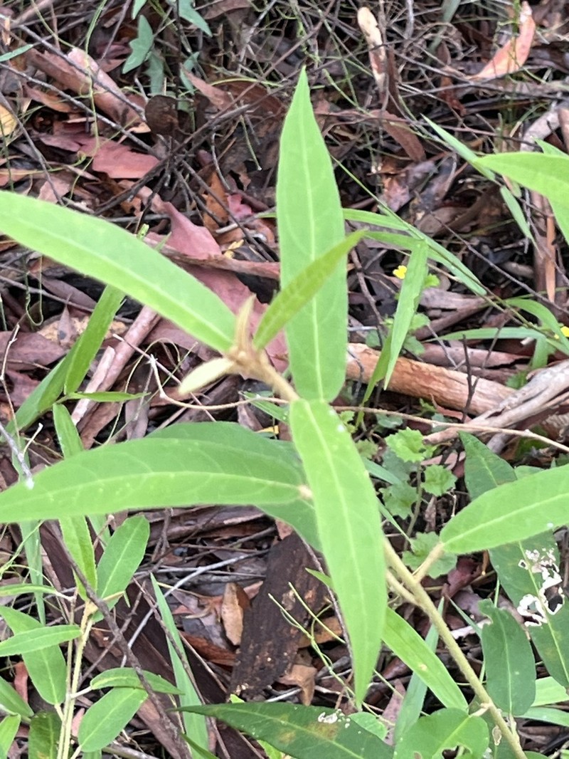 Astrotricha umbrosa photo 4