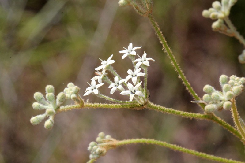 Astrotricha umbrosa photo 6