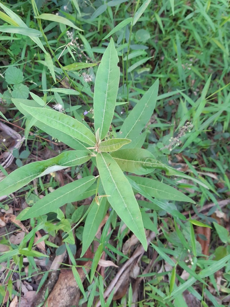Astrotricha umbrosa photo 7