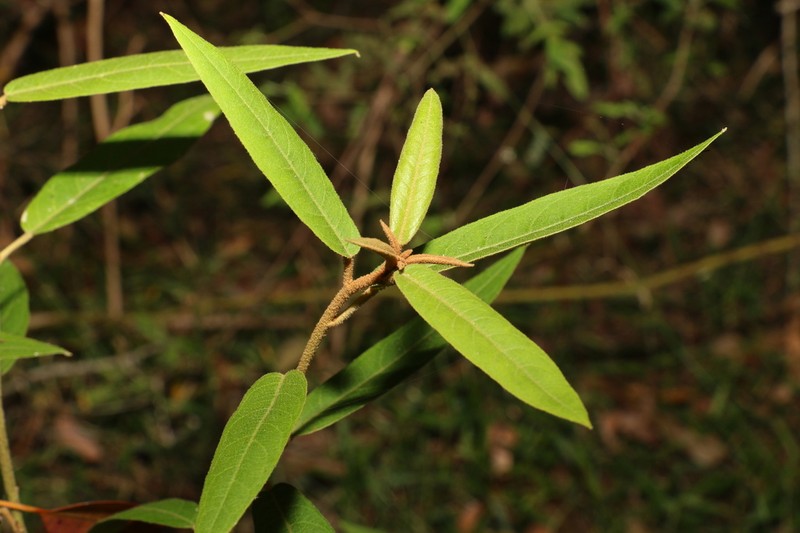 Astrotricha umbrosa photo 8