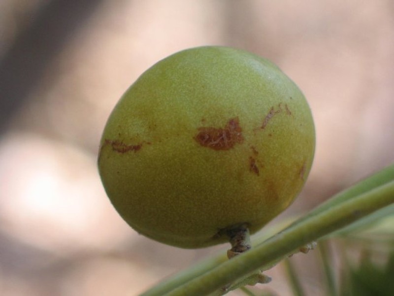 Astrotrichilia leroyana