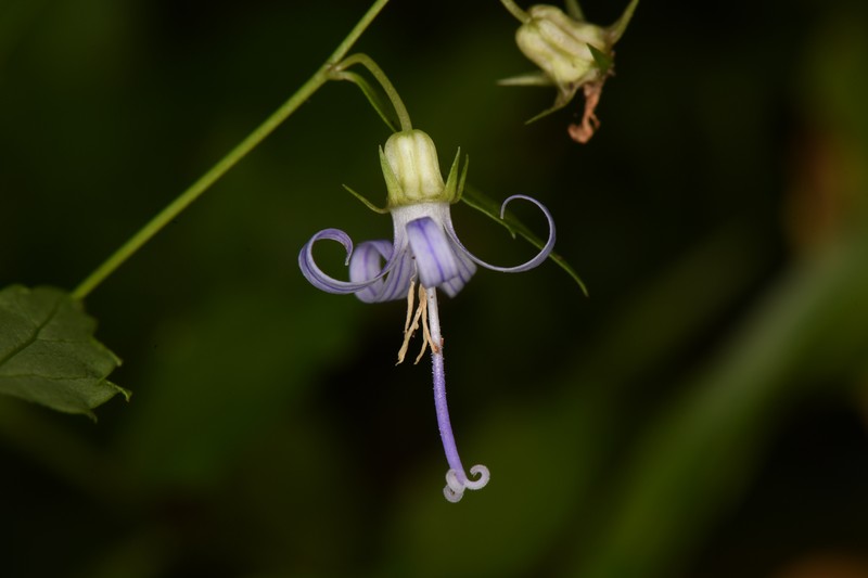 California Harebell photo 2