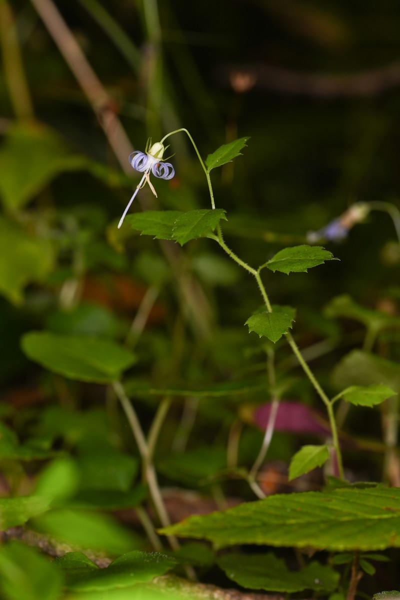 California Harebell photo 3