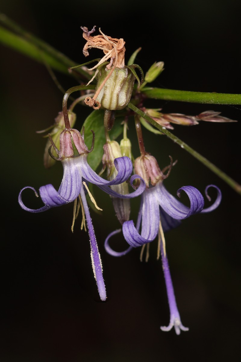 California Harebell