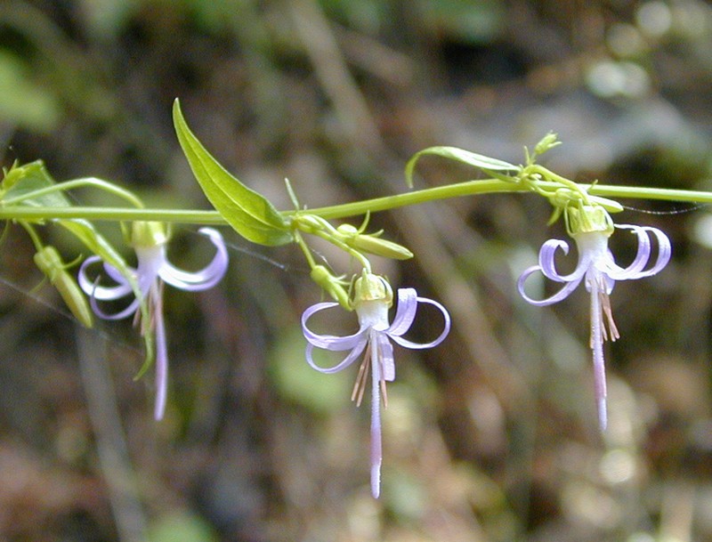 California Harebell photo 4