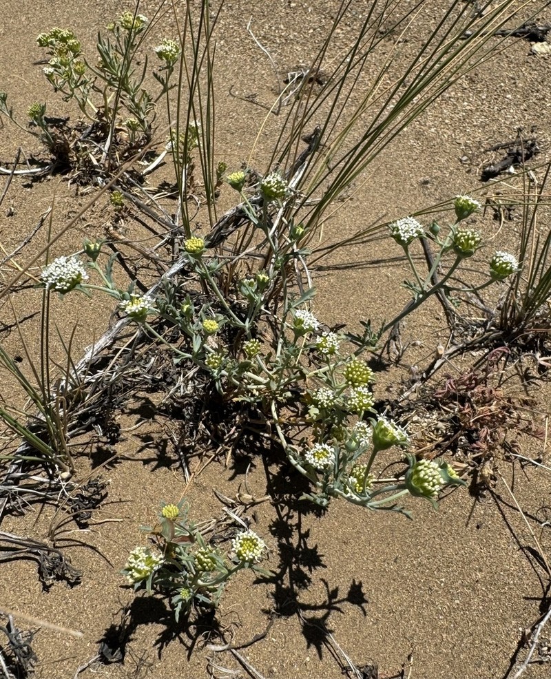 Asynthema gracile